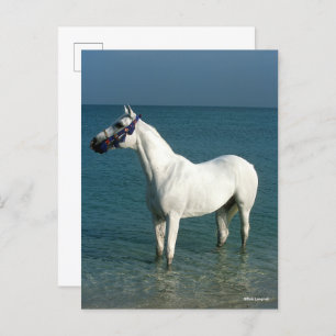 Carte Postale Bob Langrish   Arabe gris debout Dans La Mer