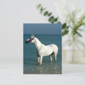 Carte Postale Bob Langrish | Arabe gris debout Dans La Mer (Debout devant)