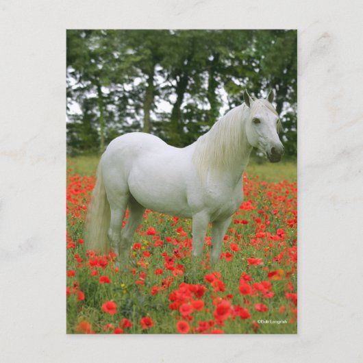 Carte Postale Bob Langrish | Arabe gris debout En Fleurs Rouges (Devant)