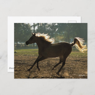 Carte Postale Bob Langrish Arrière-lit en cours d'exécution