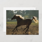 Carte Postale Bob Langrish | Arrière-lit en cours d'exécution (Devant / Derrière)