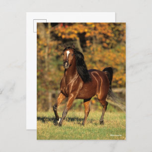 Carte Postale Bob Langrish   Arrière - plan automatique arabe de