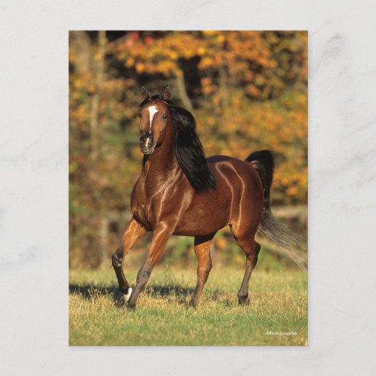 Carte Postale Bob Langrish | Arrière - plan automatique arabe de (Devant)