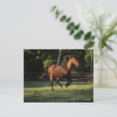 Carte Postale Bob Langrish | Baie Andalousie Cheval Courir (Debout devant)