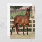 Carte Postale Bob Langrish | Baie Andalousie debout (Devant / Derrière)