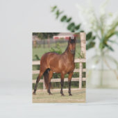 Carte Postale Bob Langrish | Baie Andalousie debout (Debout devant)