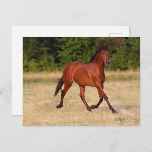 Carte Postale Bob Langrish | Baie Colt andalou En Champ (Devant / Derrière)