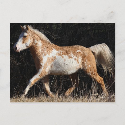 Carte Postale Bob Langrish Bashkir Curly Horse Stallion Marcher (Devant)
