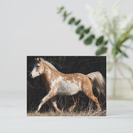 Carte Postale Bob Langrish Bashkir Curly Horse Stallion Marcher (Debout devant)