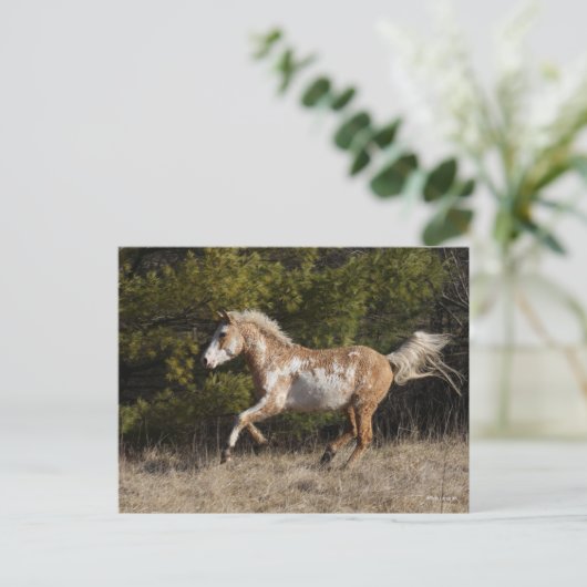 Carte Postale Bob Langrish | Bashkir Curly Stallion Courant (Debout devant)