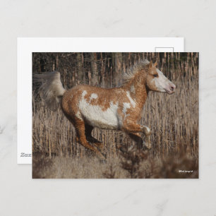 Carte Postale Bob Langrish   Bashkir Curly Stallion Courant