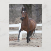 Carte Postale Bob Langrish | Bay Andalucian Stallion Running (Devant)