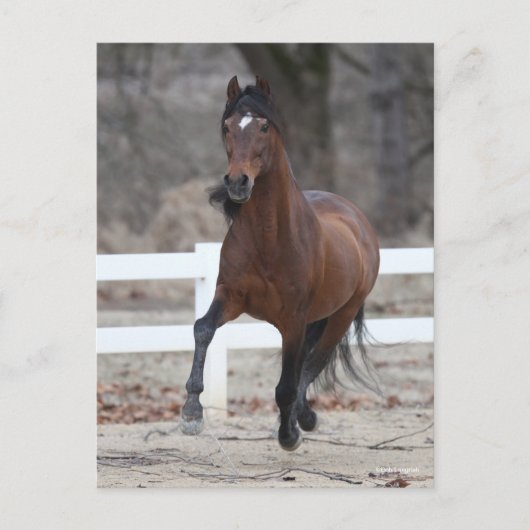 Carte Postale Bob Langrish | Bay Andalucian Stallion Running (Devant)
