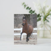 Carte Postale Bob Langrish | Bay Andalucian Stallion Running (Debout devant)