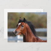 Carte Postale Bob Langrish | Bay Arab Colt Headshot (Devant / Derrière)
