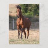 Carte Postale Bob Langrish | Bay Arab Standing Mane Blown (Devant)