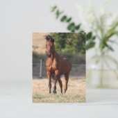 Carte Postale Bob Langrish | Bay Arab Standing Mane Blown (Debout devant)