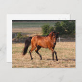 Carte Postale Bob Langrish | Bay Arab Walking (Devant / Derrière)