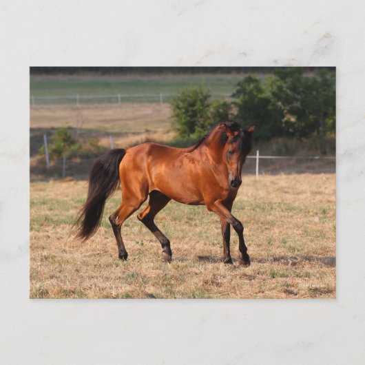Carte Postale Bob Langrish | Bay Arab Walking (Devant)