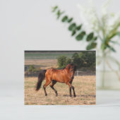 Carte Postale Bob Langrish | Bay Arab Walking (Debout devant)