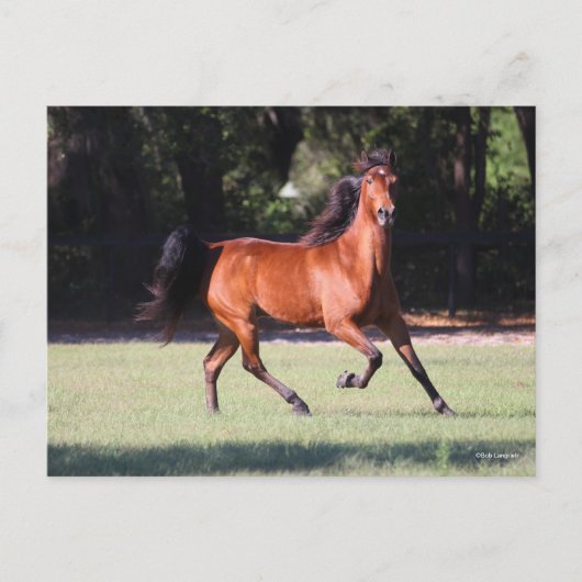 Carte Postale Bob Langrish | Bay Tennessee Walker Running (Devant)
