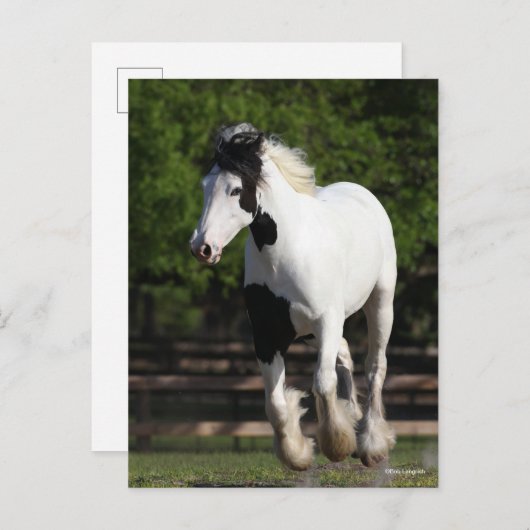 Carte Postale Bob Langrish Black and White Gypsy Vanner Running (Devant / Derrière)