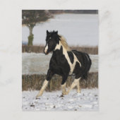 Carte Postale Bob Langrish Black and White Welsh Cob in the Snow (Devant)