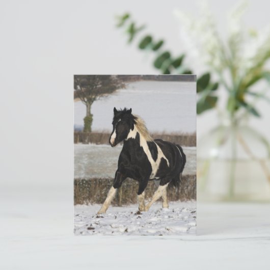 Carte Postale Bob Langrish Black and White Welsh Cob in the Snow (Debout devant)