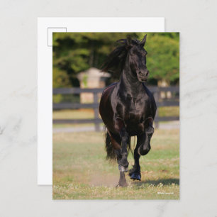 Carte Postale Bob Langrish Black Friesian Mare Running