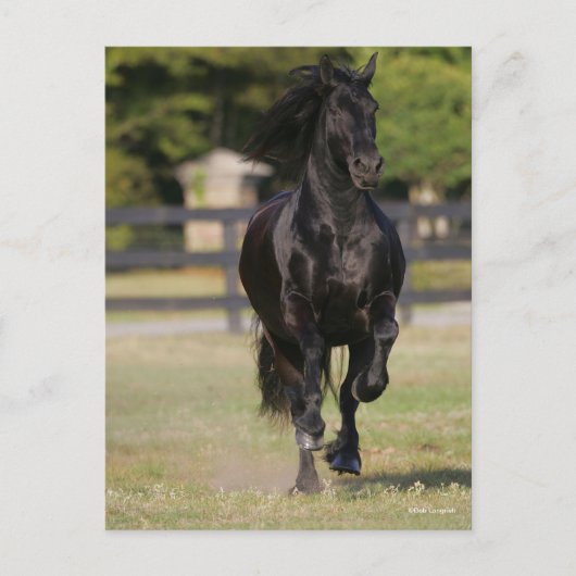 Carte Postale Bob Langrish | Black Friesian Mare Running (Devant)