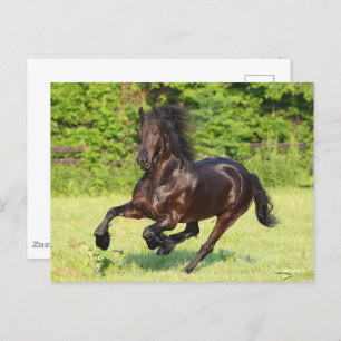 Carte Postale Bob Langrish Black Friesian Running