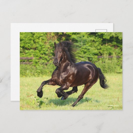 Carte Postale Bob Langrish | Black Friesian Running (Devant / Derrière)