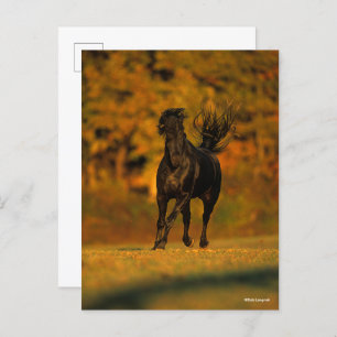 Carte Postale Bob Langrish Black Friesian Running En Automne