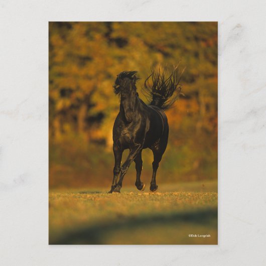 Carte Postale Bob Langrish | Black Friesian Running En Automne (Devant)