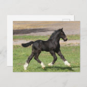 Carte Postale Bob Langrish | Black Gypsy Vanner Foal Running (Devant / Derrière)