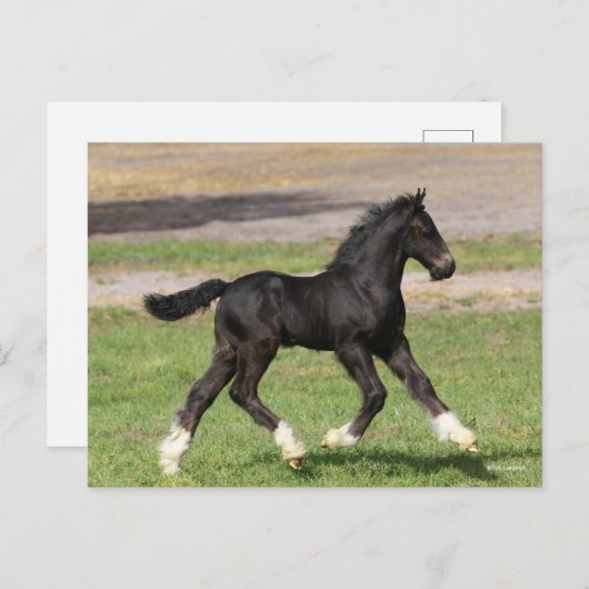 Carte Postale Bob Langrish | Black Gypsy Vanner Foal Running (Devant / Derrière)