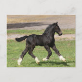 Carte Postale Bob Langrish | Black Gypsy Vanner Foal Running (Devant)