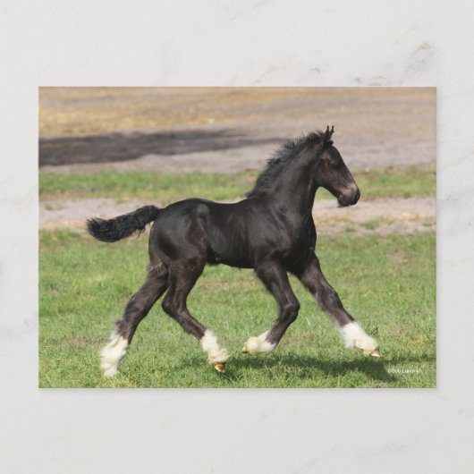 Carte Postale Bob Langrish | Black Gypsy Vanner Foal Running (Devant)