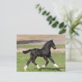 Carte Postale Bob Langrish | Black Gypsy Vanner Foal Running (Debout devant)