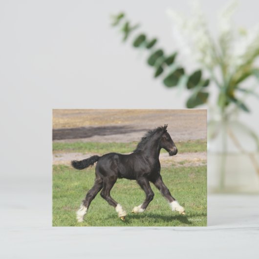 Carte Postale Bob Langrish | Black Gypsy Vanner Foal Running (Debout devant)