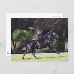 Carte Postale Bob Langrish   Black Lusitano Running