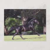 Carte Postale Bob Langrish | Black Lusitano Running (Devant)