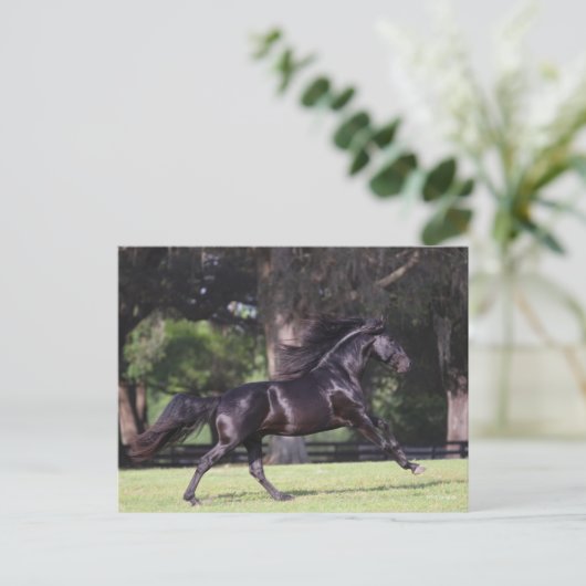 Carte Postale Bob Langrish | Black Lusitano Running (Debout devant)