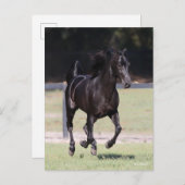 Carte Postale Bob Langrish | Black Tennessee Walker Running (Devant / Derrière)