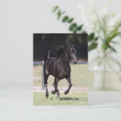 Carte Postale Bob Langrish | Black Tennessee Walker Running (Debout devant)