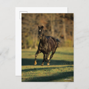 Carte Postale Bob Langrish   Black Thoroughbred Running