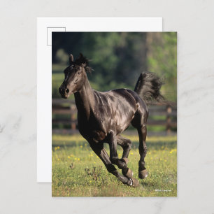 Carte Postale Bob Langrish   Black Warmblood Stallion Running