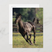 Carte Postale Bob Langrish | Black Warmblood Stallion Running (Devant / Derrière)