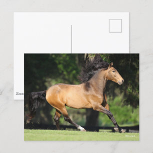 Carte Postale Bob Langrish   Buckskin Lusitano Running