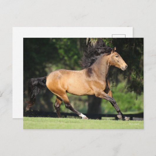 Carte Postale Bob Langrish | Buckskin Lusitano Running (Devant / Derrière)